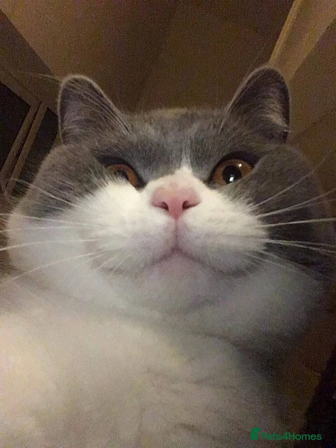 British Shorthair cats for sale: Indoor BSH male cat for sale (5yrs old) - Advert 1