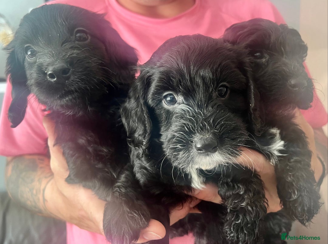Cockapoo dogs for sale: Adorable F2 Cockapoos Puppies - Image 2