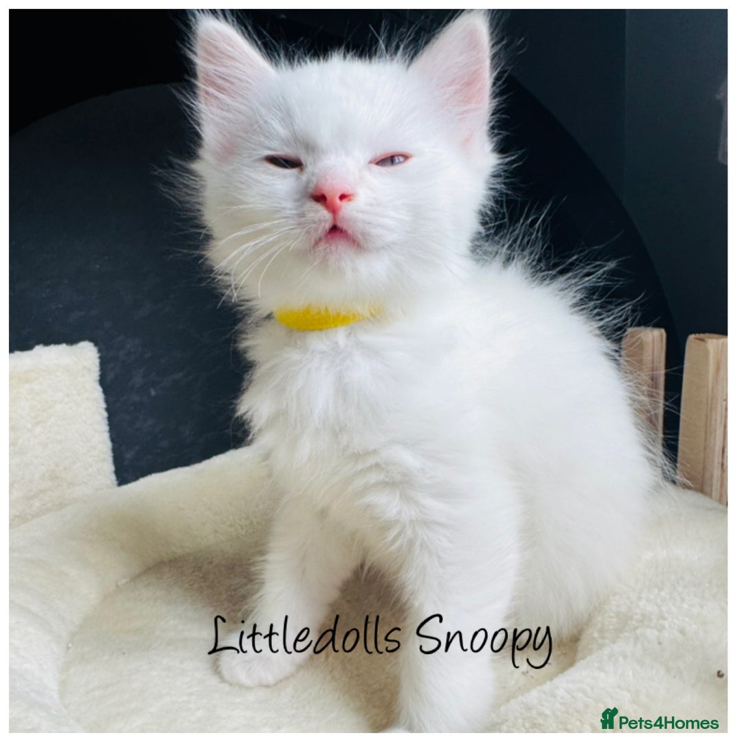Ragdoll cats for sale: Champion line Ragdoll kittens GCCF registered - Image 10