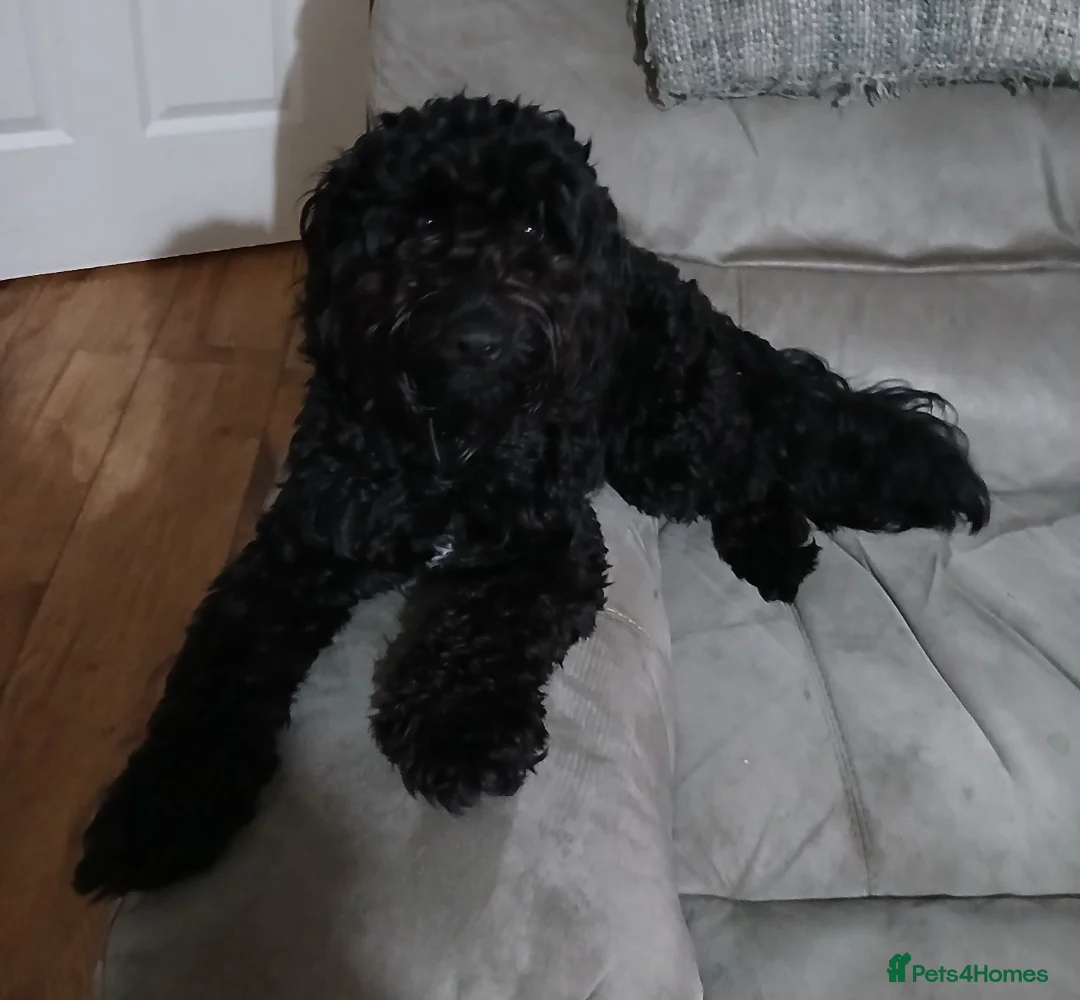 Cockapoo dogs for sale: 16 month cockapoo - Advert 3