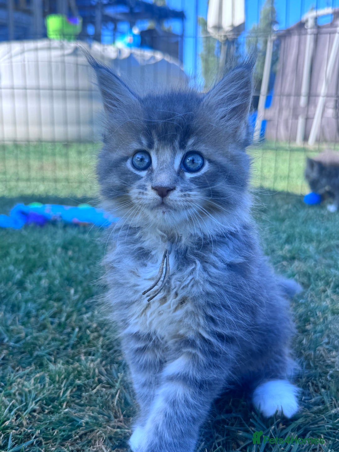 Maine Coon cats for sale: TICA REGISTERED champion Mainecoon kittens in Tring - Image 5