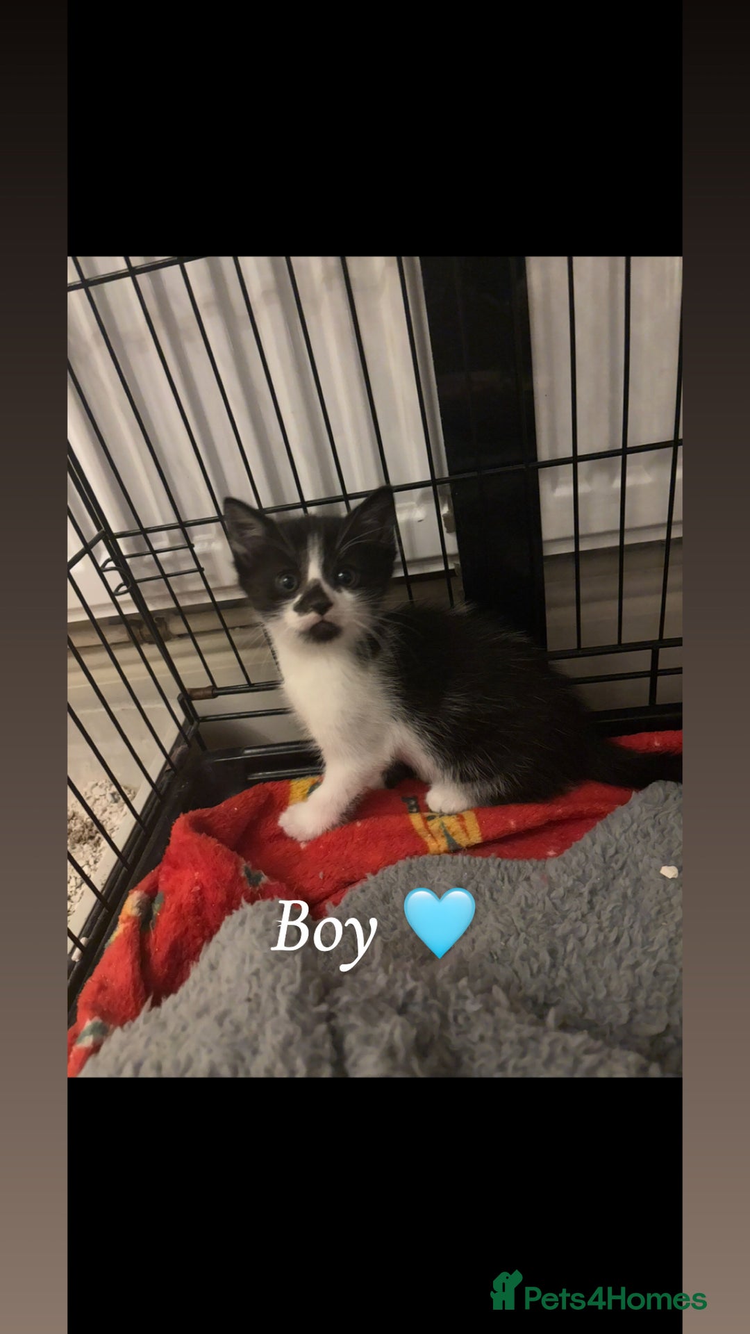 Mixed Breed cats for sale: 8 week old kittens - Advert 3