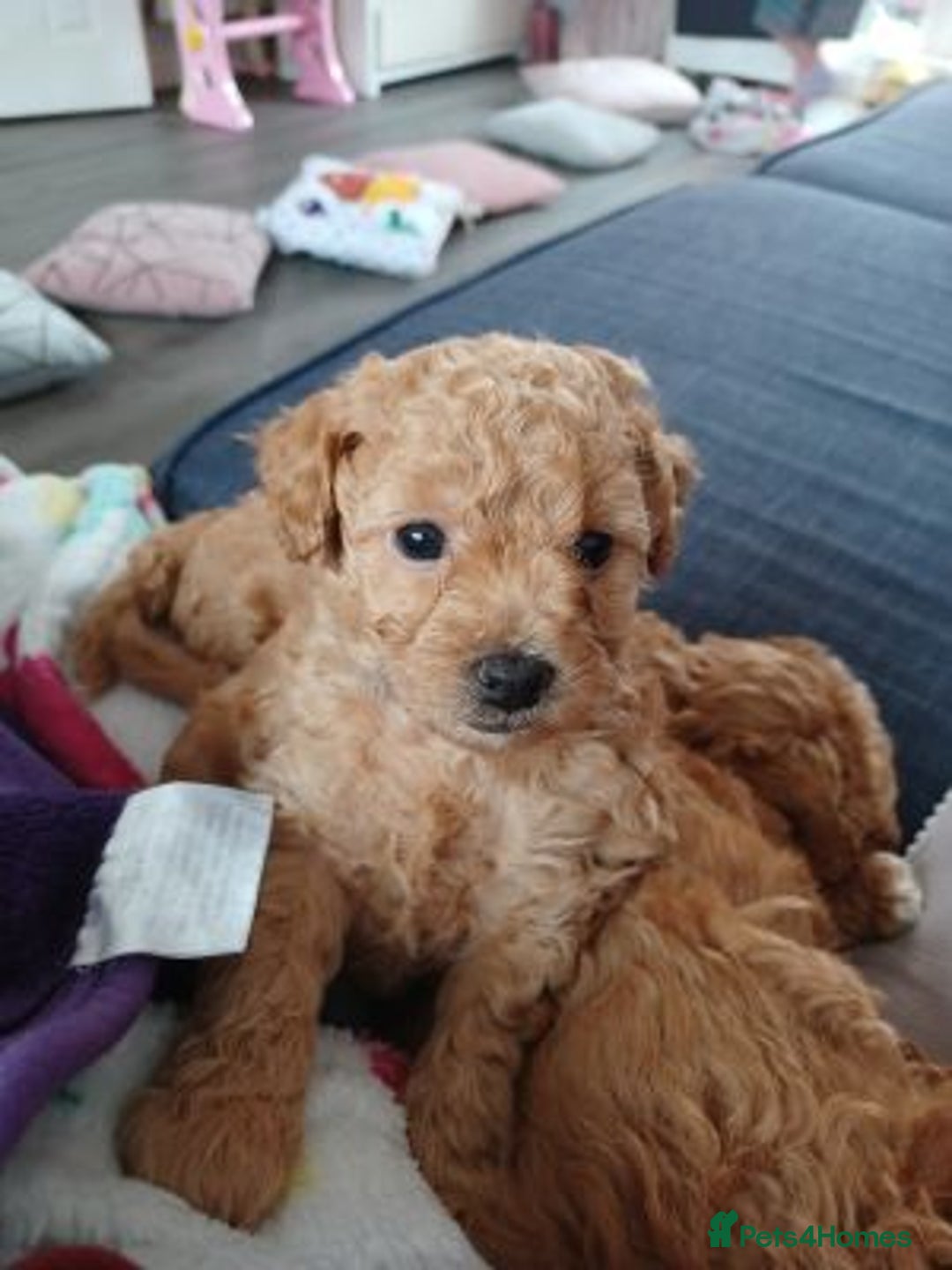 Maltipoo dogs for sale: Maltipoo puppies for sale  - Image 1