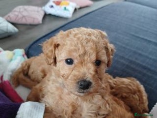 Maltipoo dogs for sale - Advert 1