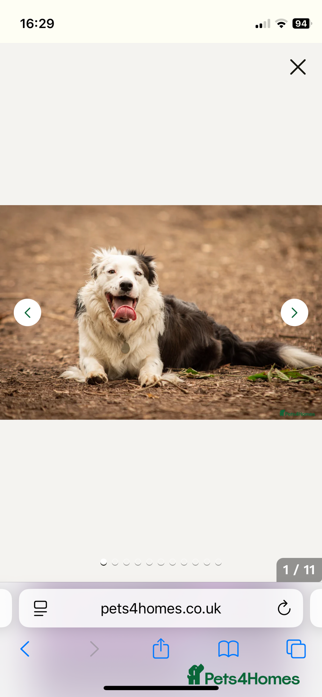 Mixed Breed dogs for sale: Border Collie / Polish Hunting Dog mix puppies - Advert 9