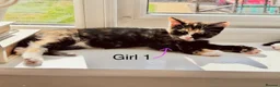 Domestic Shorthair cats for sale: 2 Beautiful Kittens - READY NOW - Advert 3