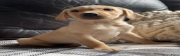 Labrador Retriever dogs for stud: Health Tested Working Labrador Retriever For Stud in Burton-on-Trent - Advert 11
