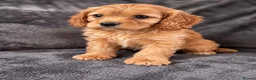 Cavapoo dogs for sale: First sneak peek of these adorable Cavapoo’s - Advert 8