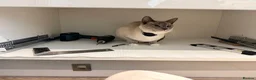 Snowshoe cats for sale: Snowshoe kitten  Looking for a Loving Home - Advert 14
