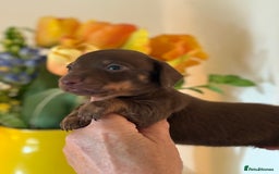 Miniature Dachshund dogs for sale: BEAUTIFUL MINIATURE DACHSHUND DAPPLE FEMALE K.C - Image 5