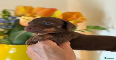 Miniature Dachshund dogs - Advert 1