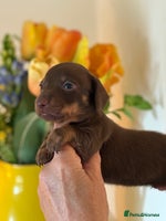 Miniature Dachshund dogs - Advert 1