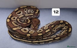 Python Snake reptiles for sale: Royal Python Morphs Males - Image 22