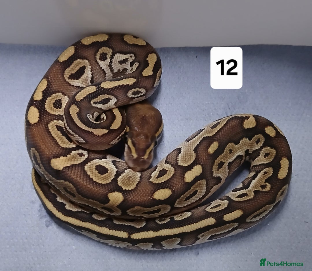 Python Snake reptiles for sale: Royal Python Morphs Males - Image 22