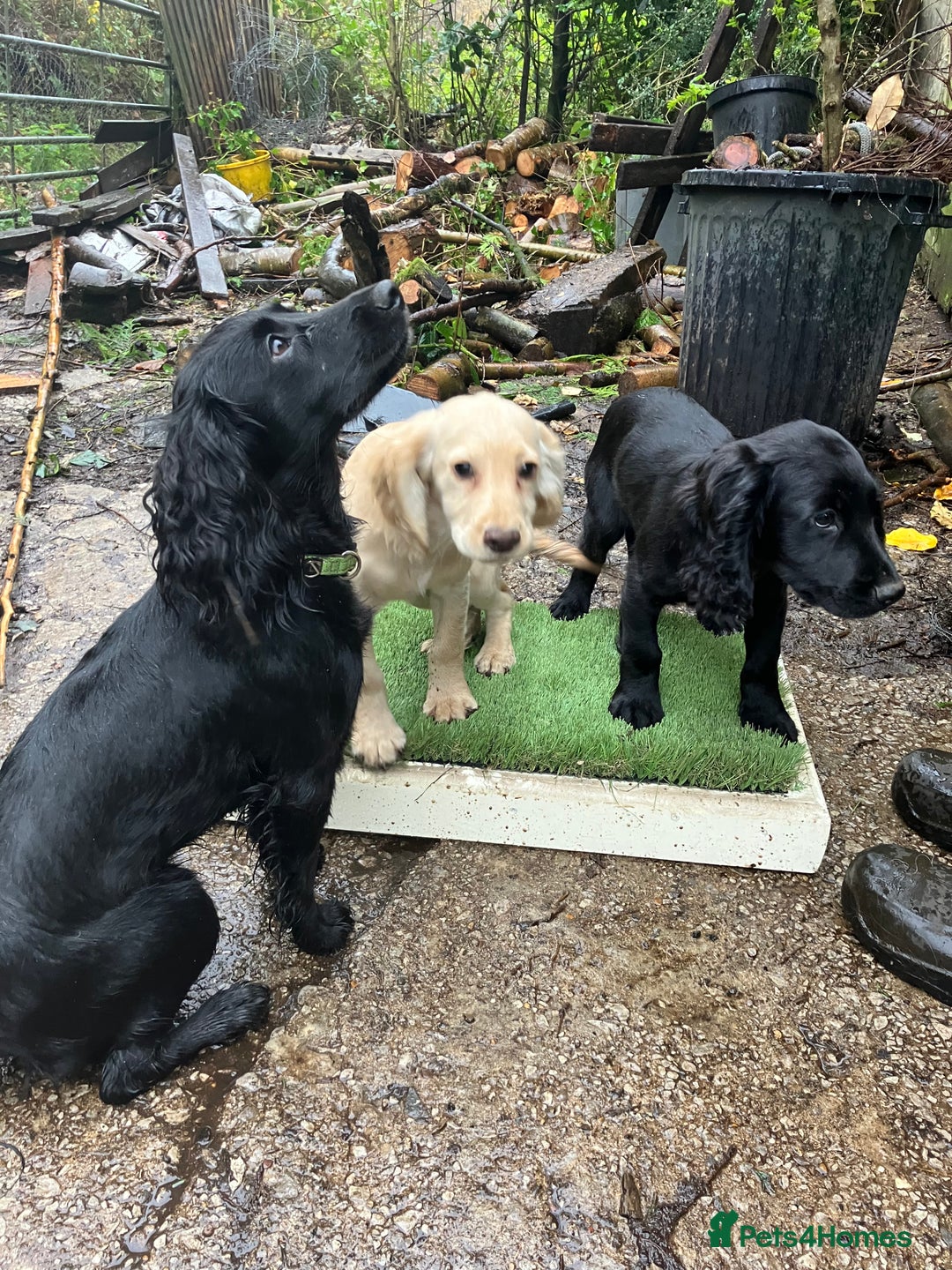 Cocker Spaniel dogs for sale: Working Cocker Pups  - Image 3