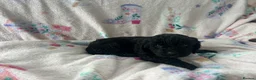 Cavapoo dogs for sale: F1 Cavapoo Pups for Sale - Advert 10