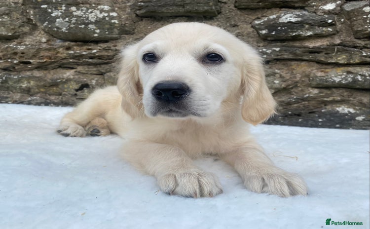 Golden Retriever dogs - Advert 5