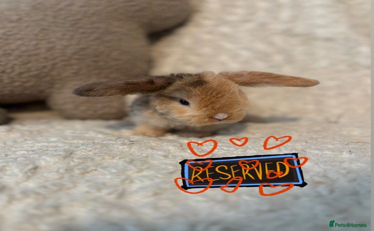 Mini Lop rabbits - Advert 15