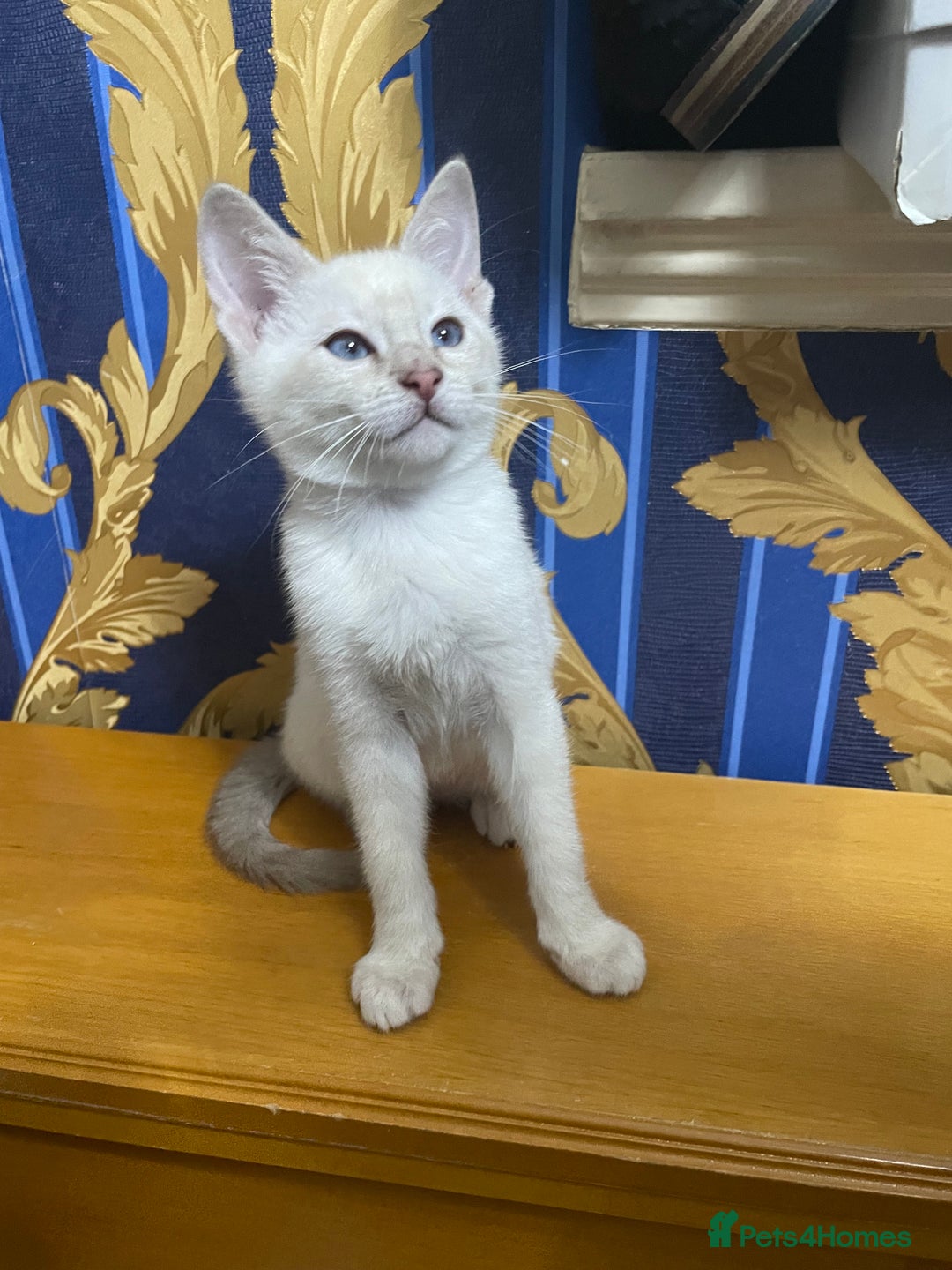 Bengal cats for sale: ABSOLUTELY BEAUTIFUL KITTENS 🐈‍⬛ XX - Advert 21