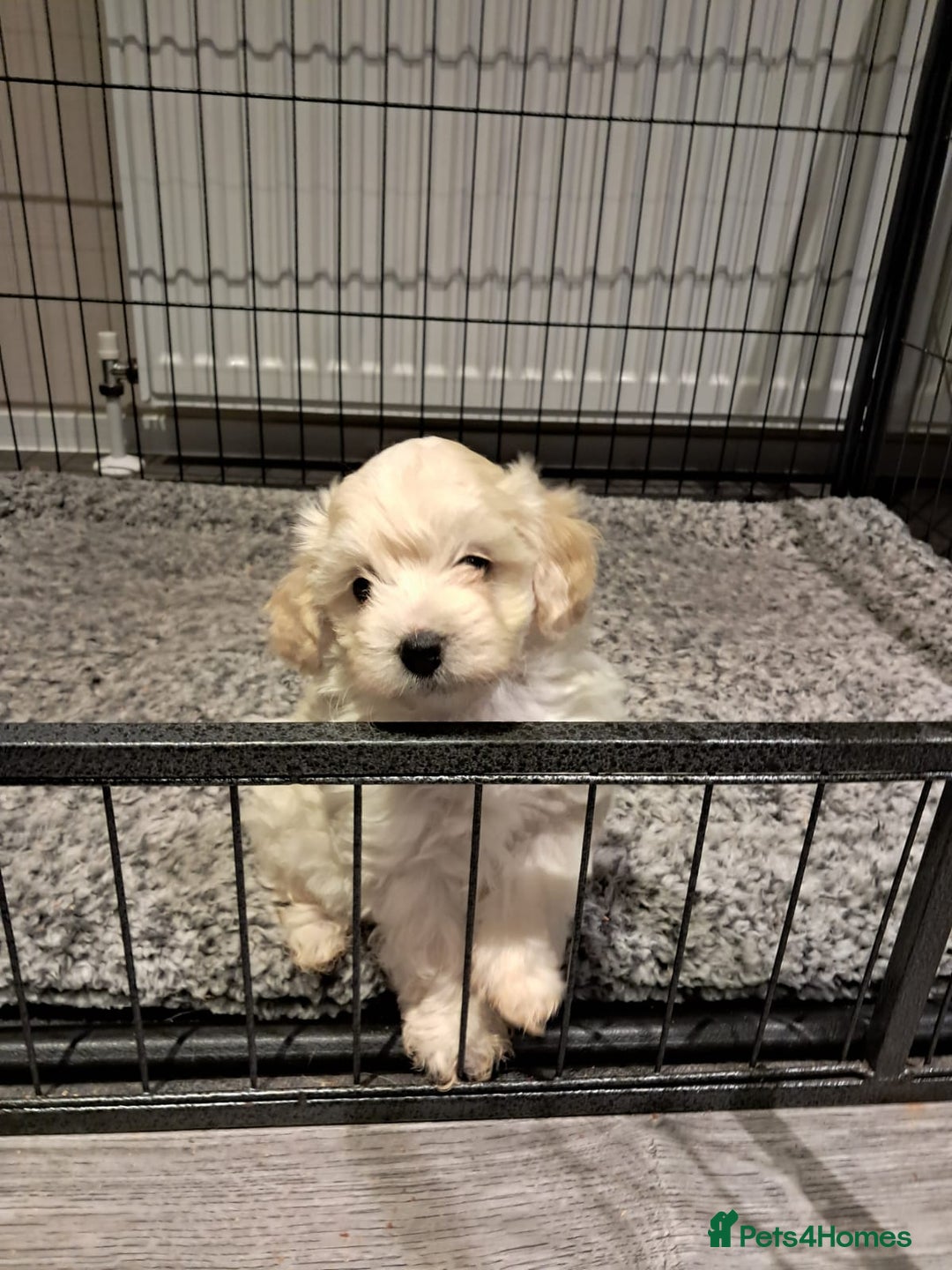 Maltipoo dogs for sale: Maltipoo pups ready now  - Advert 7