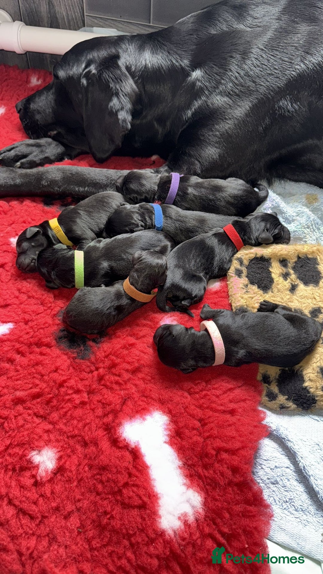 Labrador Retriever dogs for sale: Black Labrador Puppies  - Image 1