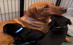 Labrador Retriever dogs for sale: Black/fox Labrador kc with 5 wks free insurance  - Image 8