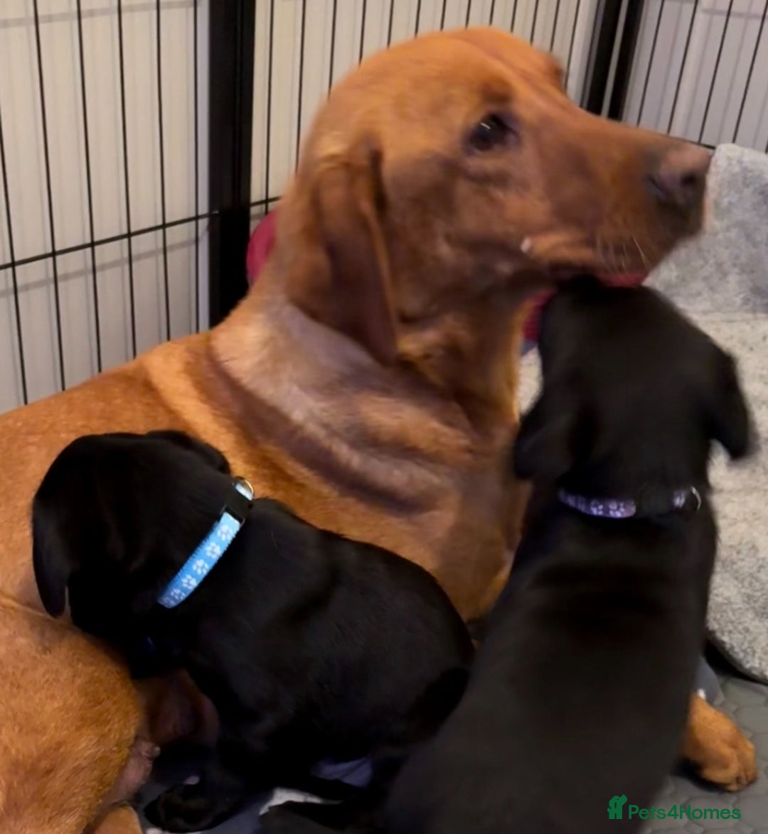 Labrador Retriever dogs for sale: Black/fox Labrador kc with 5 wks free insurance  - Image 8