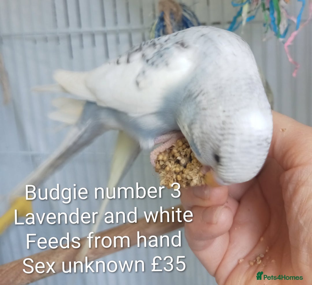 Budgerigars birds for sale: Superb home bred beautifully coloured baby budgies - Image 9