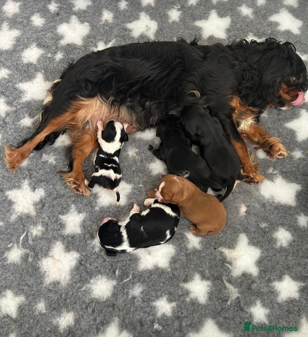 Cavalier King Charles Spaniel dogs for sale: CAVALIER KING CHARLES SPANIEL PUPPIES - Advert 11