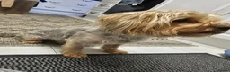 Yorkshire Terrier dogs for sale: Pure Yorkshire Terrier  - Advert 4
