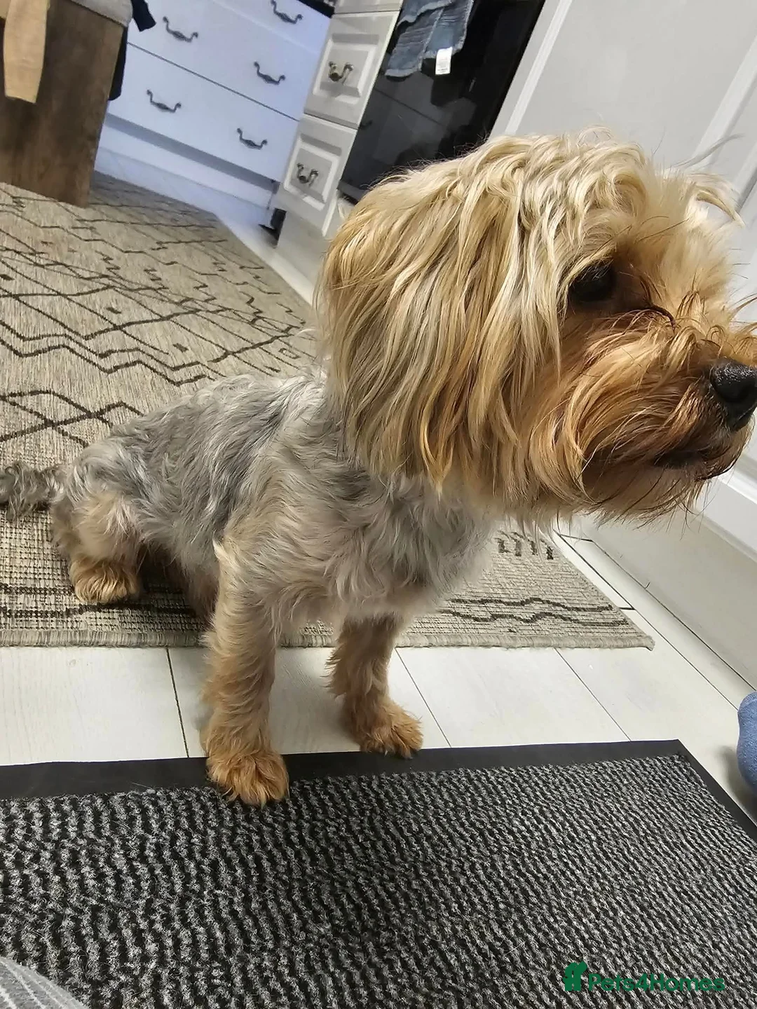 Yorkshire Terrier dogs for sale: Pure Yorkshire Terrier  - Advert 4
