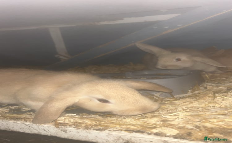 French Lop rabbits - Advert 5