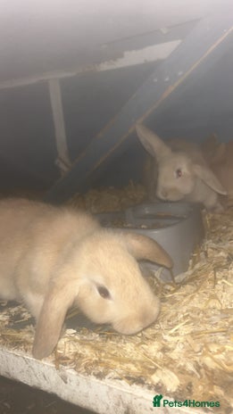 French Lop rabbits - Advert 5