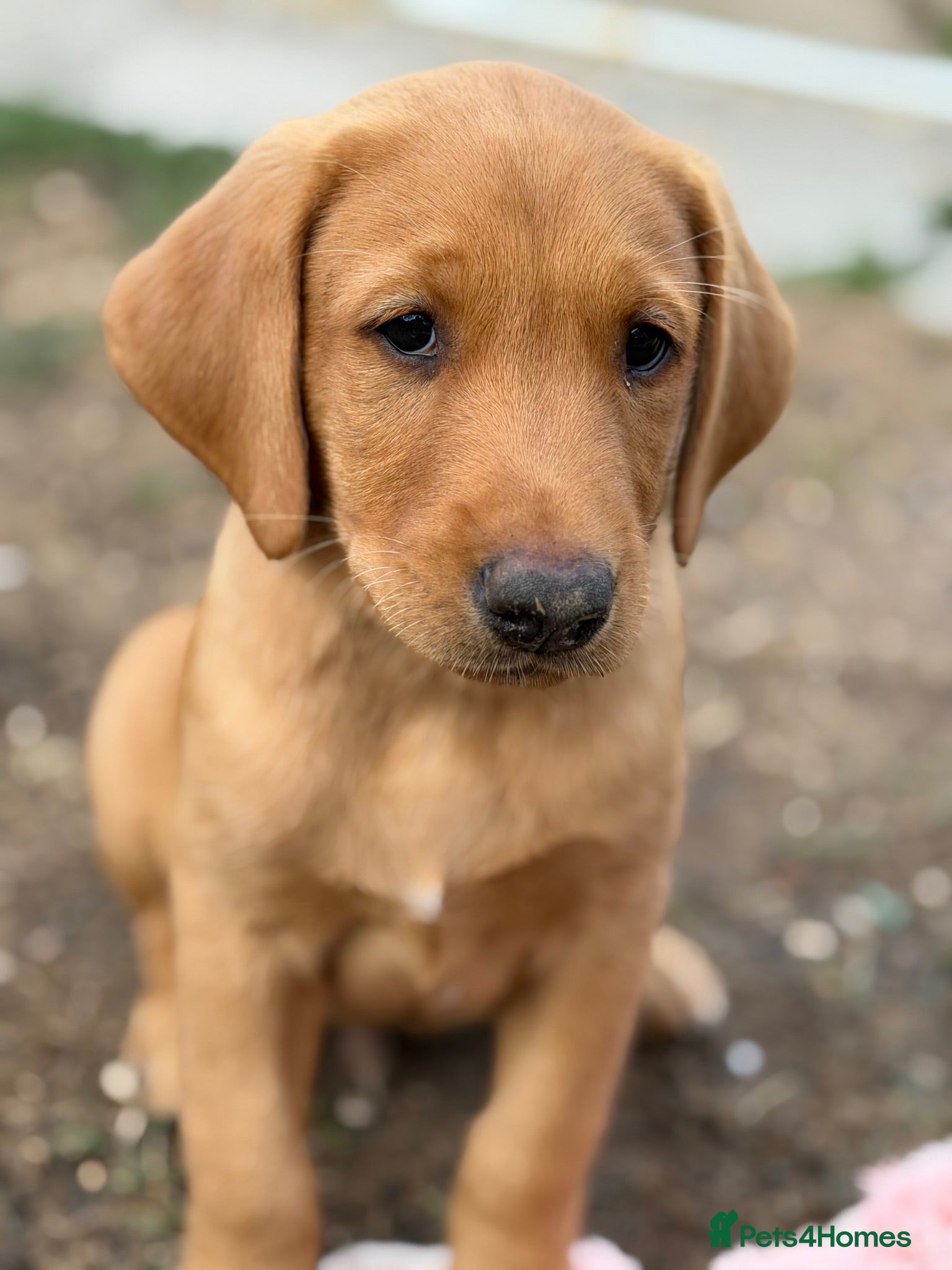 Labrador Retriever dogs Ready now  - Advert 2