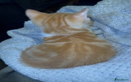 Domestic Shorthair cats for sale: Real life Garfield🤩 - Image 12