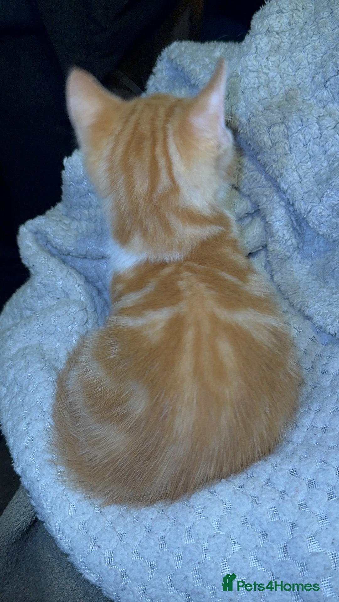 Domestic Shorthair cats for sale: Real life Garfield🤩 - Image 12