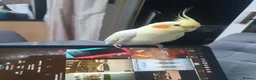 Cockatiels birds for sale: TAMED PAIR COCKATIELS (includes everything) in Stalybridge - Advert 10