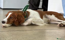 Brittany Spaniel dogs for adoption: Elvis, Brittany Cross, aged 1 in Bedford - Image 23