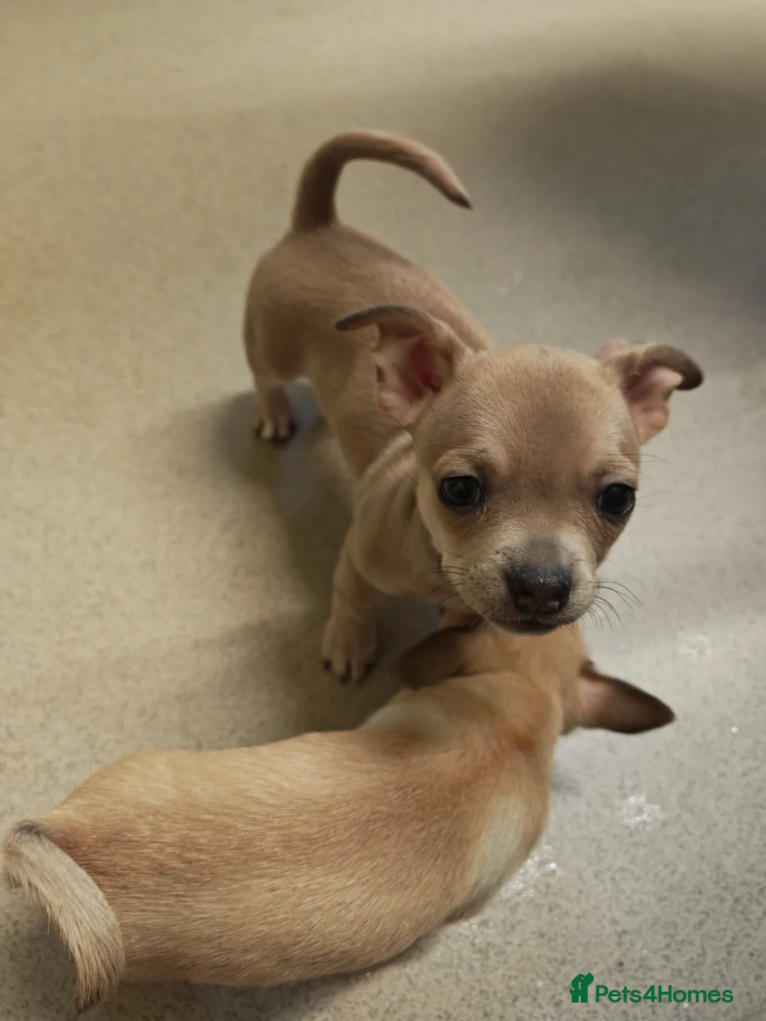 Chihuahua dogs for sale: Chihuahua puppys - Advert 2