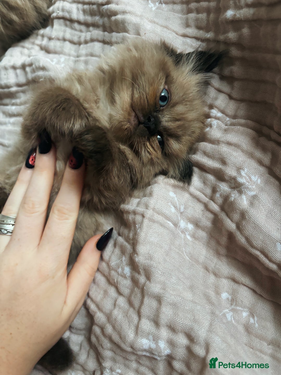 Perdoll cats for sale: Luxury Perdoll Kitten READY NOW  - Advert 2