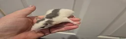 Rat rodents for sale: Baby Dumbo Rats in Durham - Advert 5