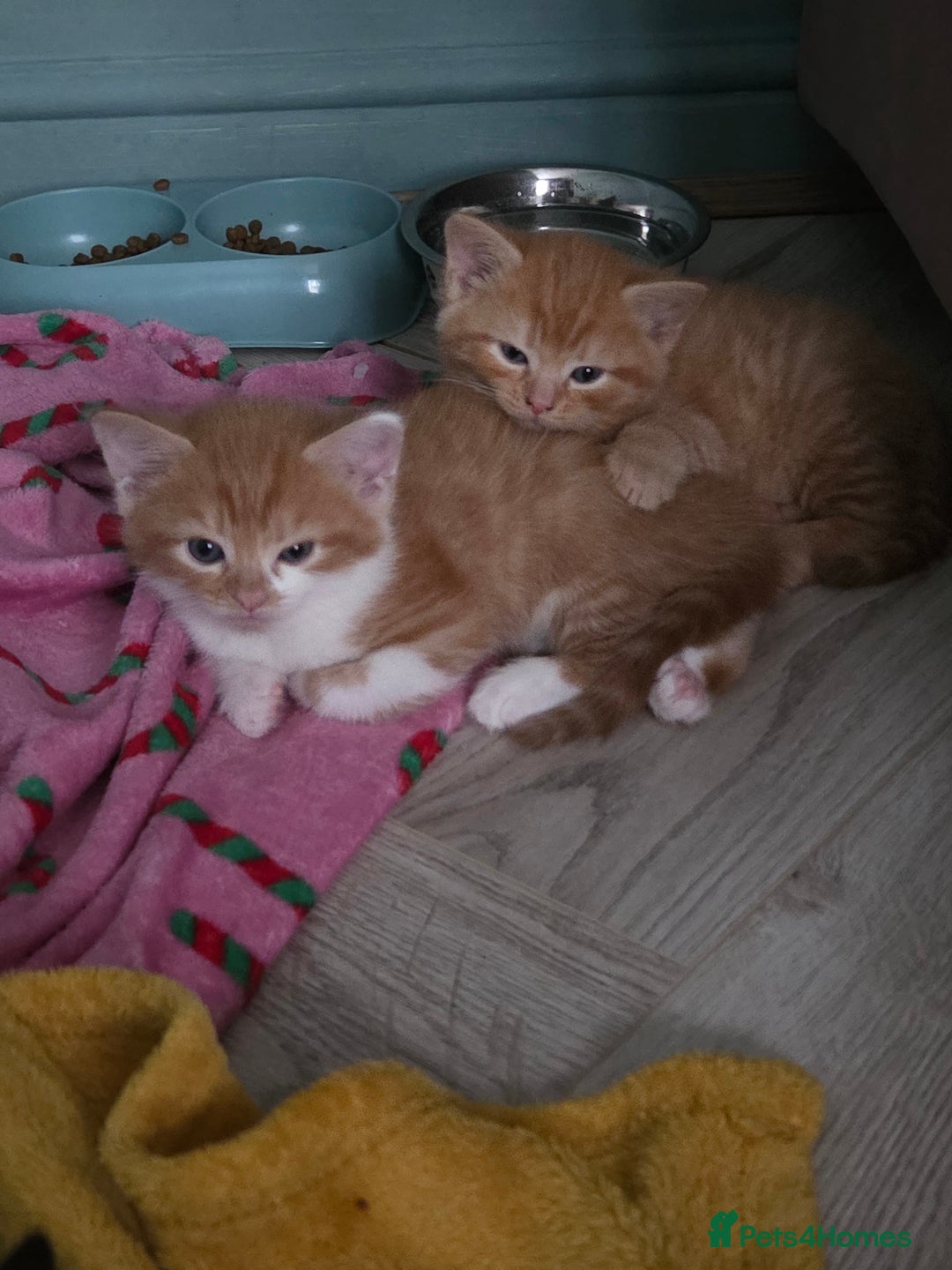 Domestic Shorthair cats for sale: 2 ginger boys - Advert 5