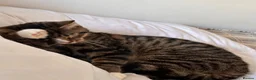 Domestic Shorthair cats for sale: Samie - Advert 7