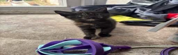 Mixed Breed cats for sale: Litter of 3 beautiful, lively and loving kittens - Advert 4