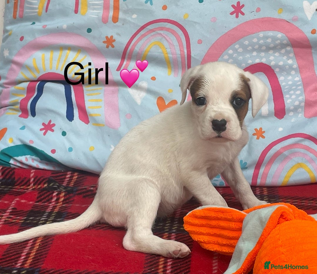Boxer dogs for sale: Beautiful Sovereign Puppies - Image 5