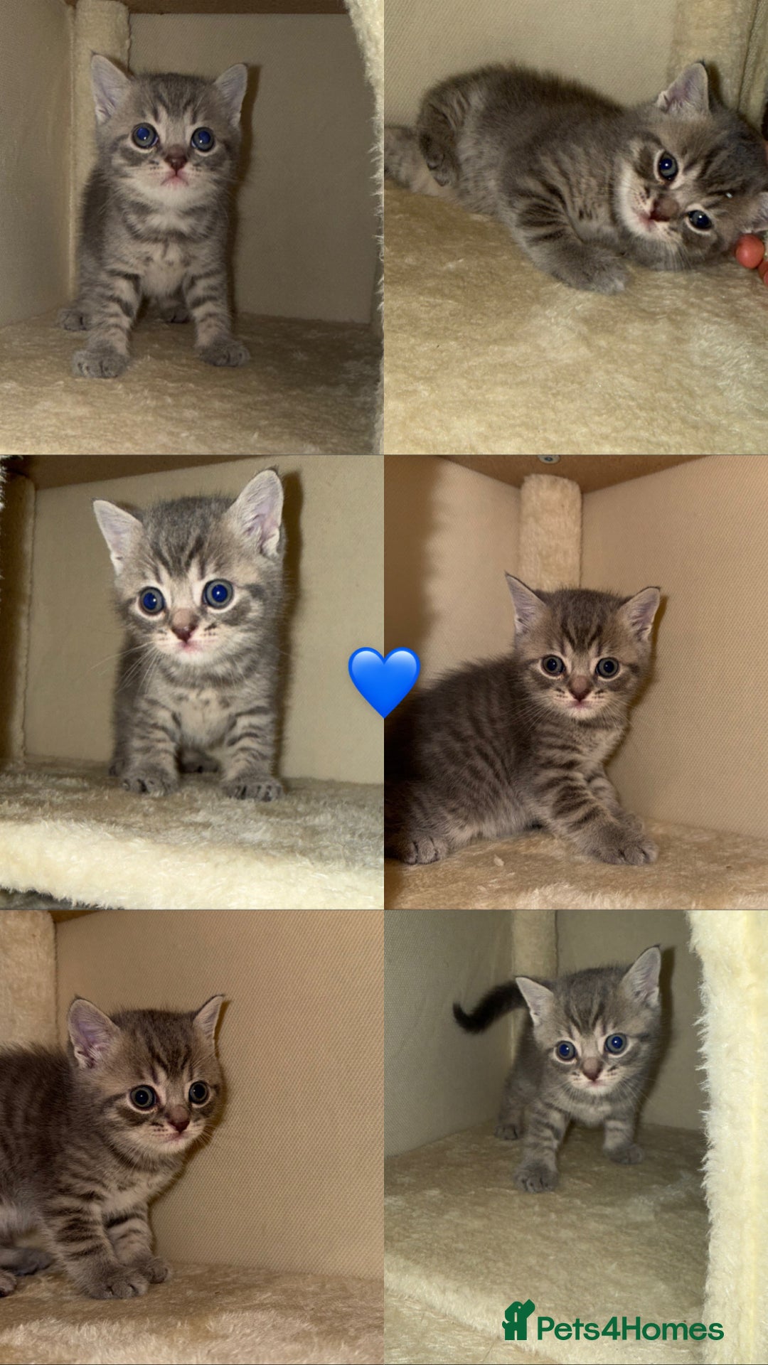 British Shorthair cats for sale: BRITISH SHORTHAIR KITTENS - Advert 6