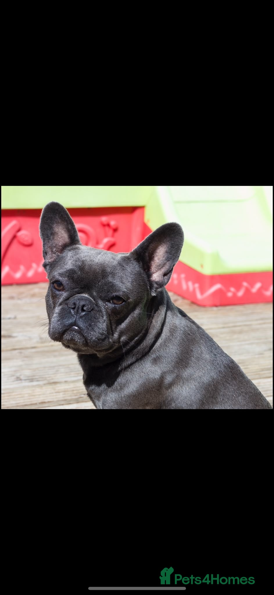 French Bulldog dogs Gorgeous girl  - Advert 2
