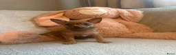Chihuahua dogs for sale: Chihuahuas  - Advert 21
