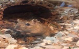Gerbil rodents for sale: 2 female gerbils - Image 5