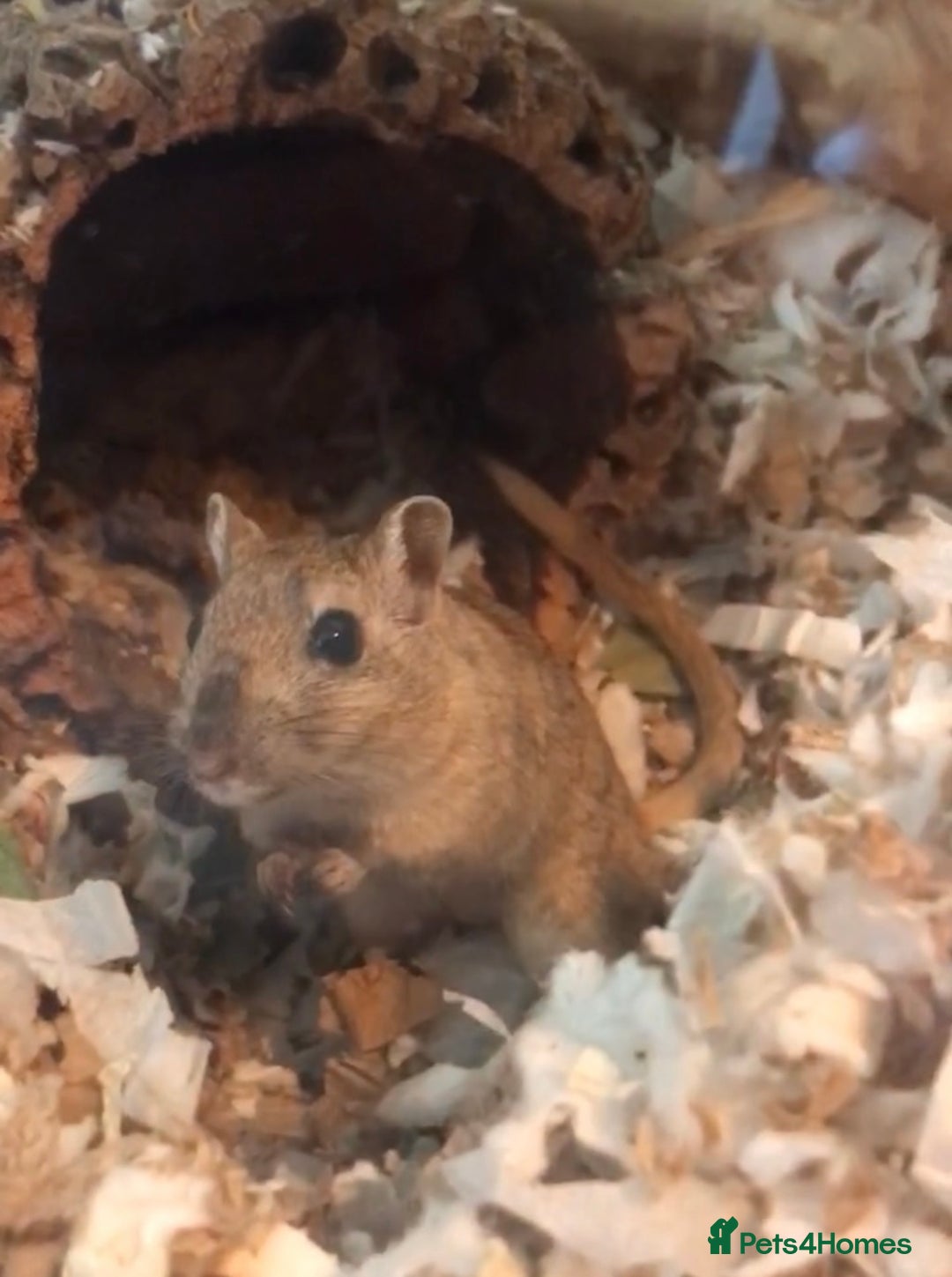 Gerbil rodents for sale: 2 female gerbils - Image 5